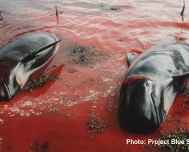 Der Mord an Walen und Delphinen auf den Färöer-Inseln