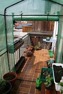 Ein Balkon-Garten entsteht... Teil 2