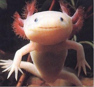 Axolotl Roadkill: Der Hype frisst seine Kinder.