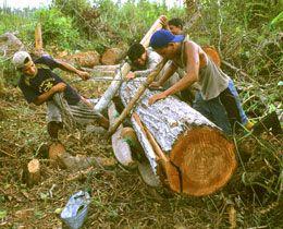 260_illegale_Abholzung_f_Palmoel_Kalimantan__c__WWF_Alain_Compost