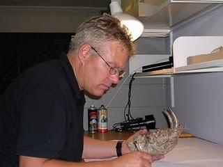 Interview mit Kees van Hoijdonk über den Säbelzahntiger Homotherium aus Venezuela