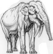 DinotheriumMajor