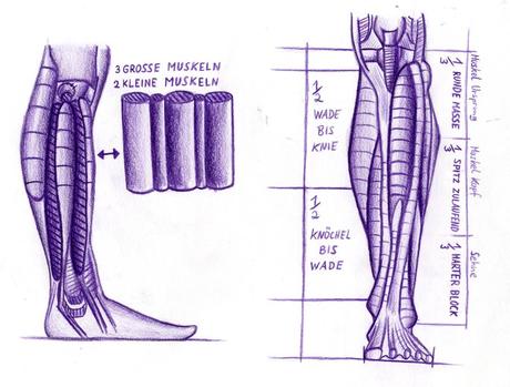 Darstellung des Beines von der Seite und Front