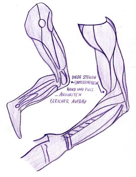 Arm und Bein im Vergleich zu Proportionen
