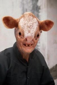 Genmais: Der Tod einer ganzen Kuhherde