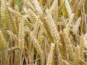 Gen-Weizen 56% ertragsärmer