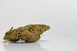 ab sofort: Cannabis auf Rezept in der BRD?