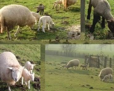 ( Pullover -)Nachwuchs ....