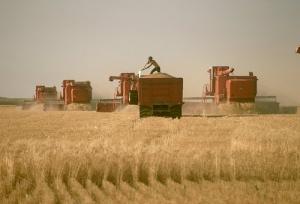 Ernährungssouveränität vs. Agrarfreihandel