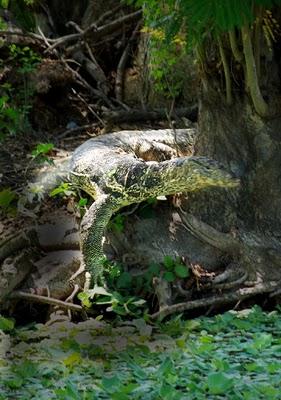 Ayutthaya  -  Once City of the Kings, today City of the Dragons