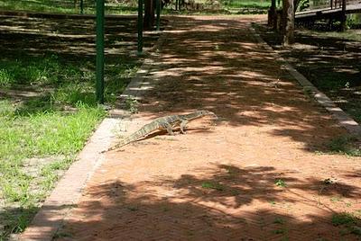 Ayutthaya  -  Once City of the Kings, today City of the Dragons