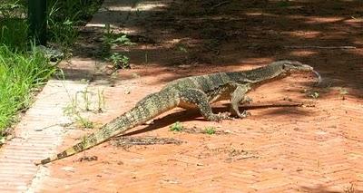 Ayutthaya  -  Once City of the Kings, today City of the Dragons