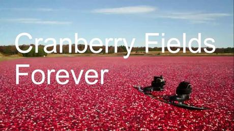 Wakeboarding in a Cranberry World
