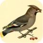 FinnBirds zeigt dir viele Vogelarten und zum Teil auch deren Laute