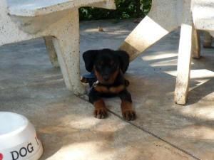 Rottweiler Welpe in Sihanoukville zu verkaufen