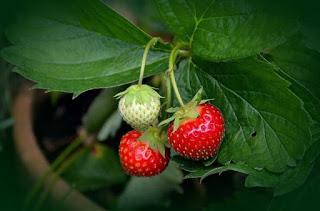Erdbeeren pflanzen – aber richtig!