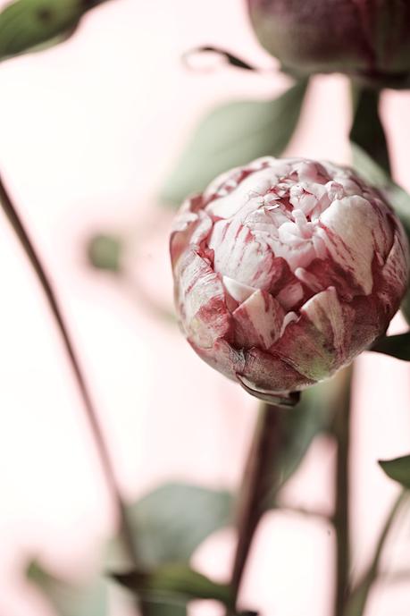 Summer is finally here and it's peony season again! Peonies are some of my most favourite flowers. Even though I am not a romantic person i love these lush and magnificent blooms so much.