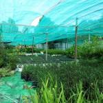 Pflanzenzuchtbetrieb Sihanoukville