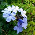 Blaue Blume