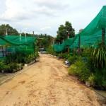 Der Pflanzenzuchtbetrieb in Sihanoukville
