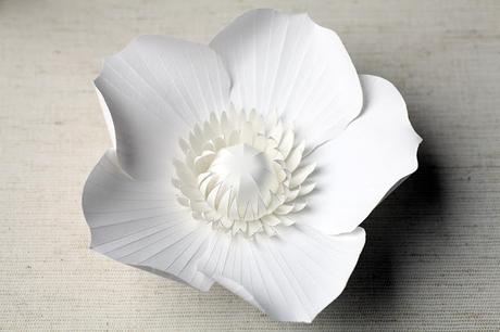 une fleur ravissante