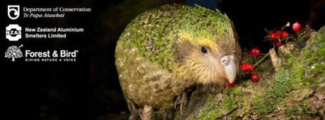 Kakapo recovery