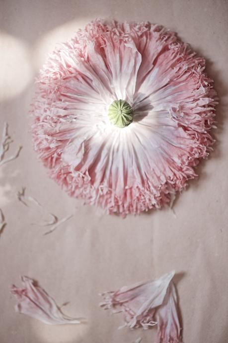 poppy flower, Mohnblume