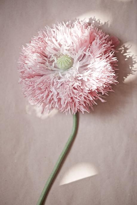 poppy flower, Mohnblume