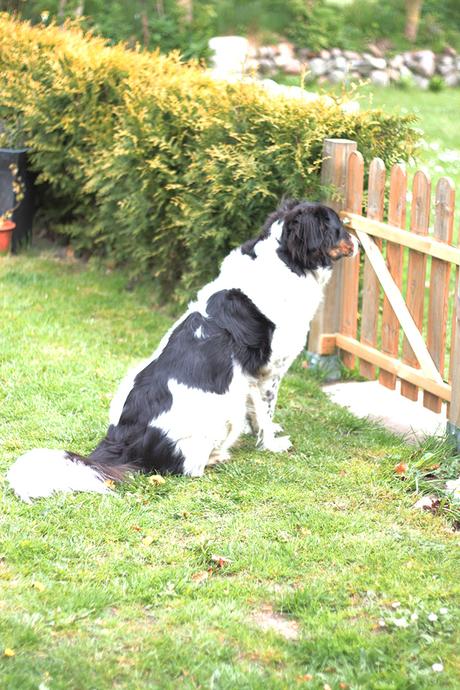 Cooper wartet am Gartentürchen auf seine Freundin