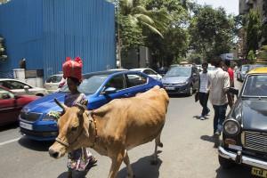 Die berechenbarsten Verkehrsteilnehmer: Kühe