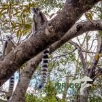 Katta-Lamuren_Andringitra_Madagaskar_Ringelschwanz_PRIORI-Reisen_web