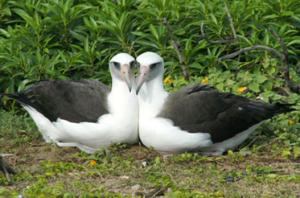Zufriedene Albatrosweibchen