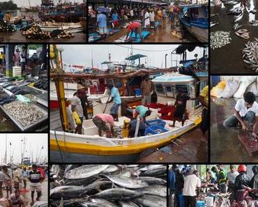 Fischmarkt in Beruwala Sri Lanka