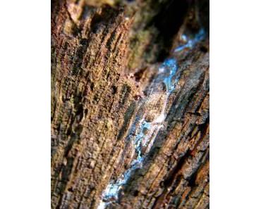 Das Fenster zur Welt – Kyklop Lupi