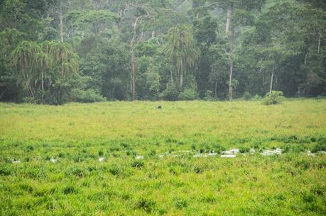 Der Lobéké-Nationalpark im Kongobecken: Im Herz des Waldes