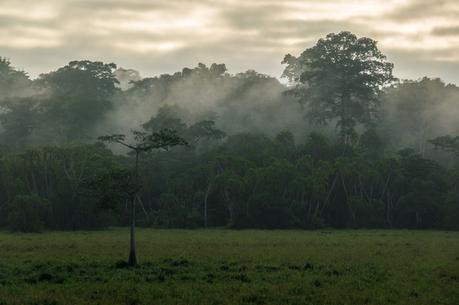Der Lobéké-Nationalpark im Kongobecken: Im Herz des Waldes