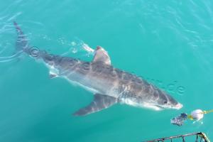Shark Cage Diving & Hubschrauberflug Kapstadt