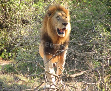 Der Wildnis nahe – Eine Safari im Krügerpark