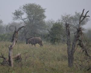 Der Wildnis nahe – Eine Safari im Krügerpark