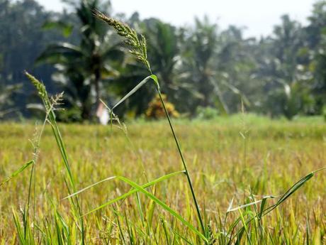 NATURE: Reisfelder everywhere.