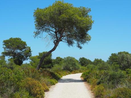 Wandern auf Mallorca - Touren: Finca Son Real