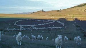 'kiwi sheep' corrected