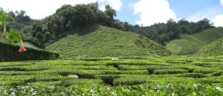 Teeplantage in den Cameron Highlands