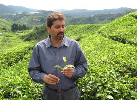 Teeanbau in Malaysia