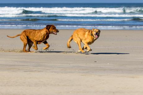Hunde toben am Strand in der Bretagne
