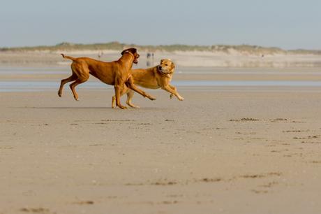 Hunde toben am Strand in der Bretagne
