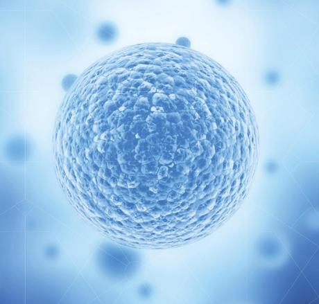 Wertvolle Hoffnungsträger: Stammzellen aus Nabelschnurblut