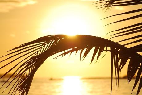 10_Malediven-Urlaub-Palme-im-Sonnenuntergang