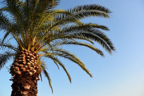 palme-split-urlaub-sun-holidays