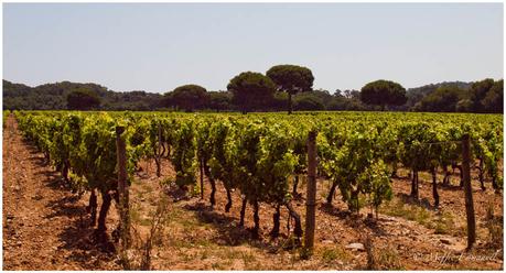 Wein von der Insel : Domaine de la Courtade